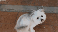Spin Norbert GIF - Spin Norbert Funny Animals GIFs