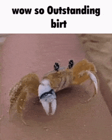 Birt Crab GIF - Birt Crab Bird GIFs