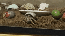 Eggroll The Hermit Crab GIF - Eggroll The Hermit Crab GIFs