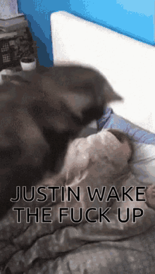 Justinius Wake Up GIF - Justinius Wake Up Wake The Fuck Up GIFs