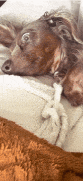 a brown dog laying on a white blanket with a surprised look on its face