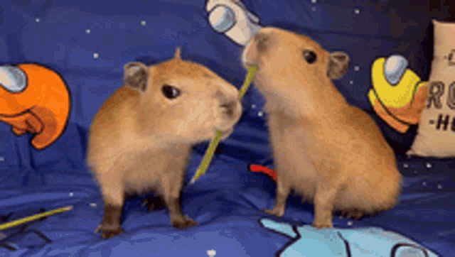 Piuvas Capybara GIF - Piuvas Capybara Capivara - Discover & Share GIFs