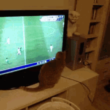 Cat Watching Football GIF - Watching Tv Watching Football Watching Soccer GIFs