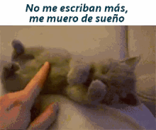 Me Muero De Sueño GIF - Cat Too Bright No GIFs