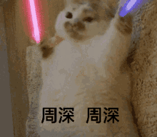Gạo Cat GIF - Gạo Cat Lightsaber GIFs