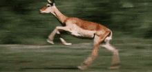 Running Deer GIF - Running Deer Speed GIFs