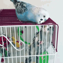 Parakeets Arguing GIF - Parakeets Arguing U Off GIFs