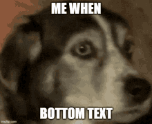 Ryan Me When Dog Bottom Text GIF