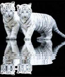 Tiger White Tiger GIF - Tiger White Tiger Tiger Cubs GIFs