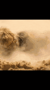 a painting of a dog laying in the sand with a black background