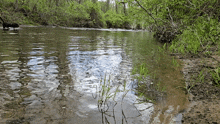 a dog swimming in a river with trees in the background