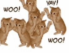 cat cats celebration woohoo jumping