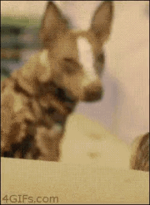 Dog Party GIF - Dog Party Turnt GIFs