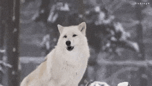 Awoo Heavy Weights GIF - Awoo Heavy Weights Yeat GIFs