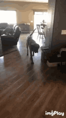 Dexter Dog GIF - Dexter Dog Walking GIFs