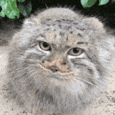 Manul Pallas Cat GIF - Manul Pallas Cat Qara GIFs