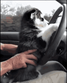 Husky Drive GIF - Husky Drive Driving GIFs