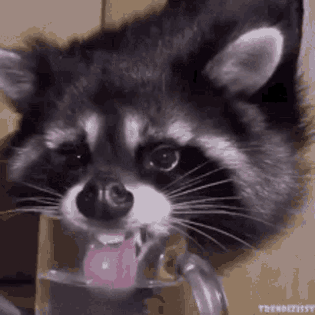 Raccoon Thirsty GIF - Raccoon Thirsty GIFs