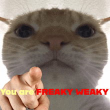 a cat pointing at someone with the words " you are freaky weaky " in red