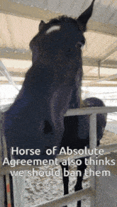 a horse standing in a fenced in area with the words horse of absolute agreement also thinks we should ban them