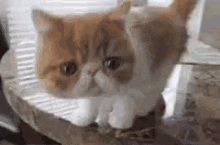 Cats Funny GIF