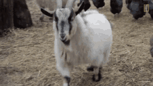 Goat Walking National Geographic GIF - Goat Walking National Geographic Wizard Of Paws GIFs