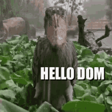 Hello Dom GIF - Hello Dom GIFs