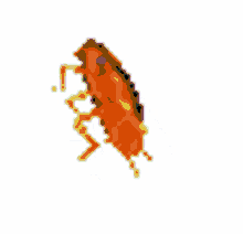 dancing roach