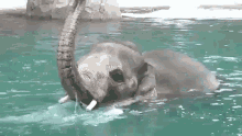 слон играет хоботом в воде GIF - Elephant Playing Trunk GIFs