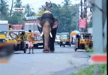 Elephant Omw GIF - Elephant Omw Lets Go GIFs