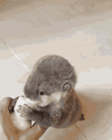 baby otter baby otter milk chugging