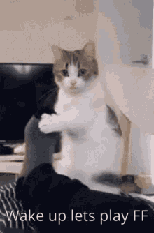 Fantastic Frontier Cat GIF - Fantastic Frontier Cat Lets Play Ff GIFs