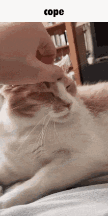 Cope Sheesh GIF - Cope Sheesh Cat GIFs