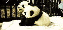 Peluk Dong GIF - Panda Peluk Jatuh GIFs