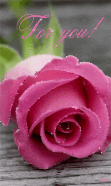 a pink rose with the words " for you " written below it