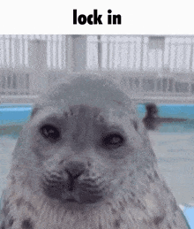 a close up of a seal looking at the camera with the words `` lock in '' above it .