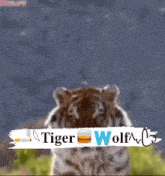 Tigerkutty GIF - Tigerkutty GIFs