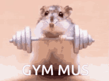 Gym Gym Time GIF - Gym Gym Time GIFs
