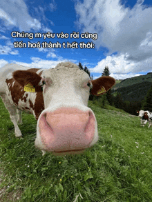 a brown and white cow with a yellow tag on its ear stands in a grassy field under a blue sky