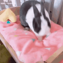 Bunny Rabbit GIF - Bunny Rabbit Bnuuy GIFs
