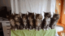 synchronized cats kitten cute audio