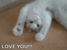 Kitty High Kitten GIF - Kitty High Kitten Mdmacat - Discover & Share GIFs