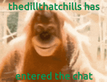 Thedillthatchills Chat GIF - Thedillthatchills Chat Entered Chat GIFs