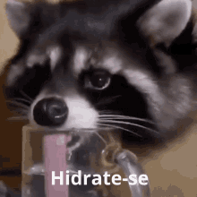 Raccoon Hidratar GIF - Raccoon Hidratar água GIFs
