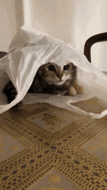 Cat Soju Kitty GIF - Cat Soju Kitty Cat Bag GIFs