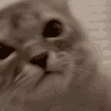 Chippy Cat GIF - Chippy Cat Kitty GIFs