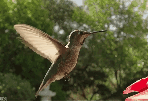 Hummingbird GIFs