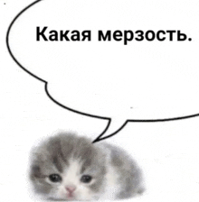 a gray and white kitten with a speech bubble in front of it .