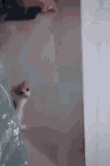 Cat Boneless GIF - Cat Boneless GIFs
