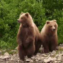 Stare Grizzly Bear GIF - Stare Grizzly Bear Robert E Fuller GIFs